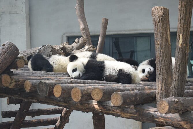 Half Day Tour to Xi'an Wild Panda Breeding and Protecting Center - Three hours with pandas and other rare animals