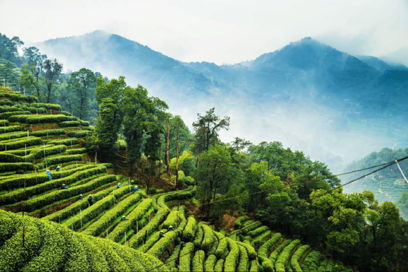 Hangzhou Private Day Trip by Bullet Train from Shanghai - What private guiding adds to the day