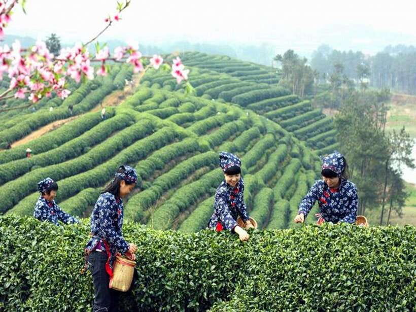 Hangzhou Private One Day Trip from Shanghai by Bullet Train - Lingyin Temple offers the day’s strongest cultural stop