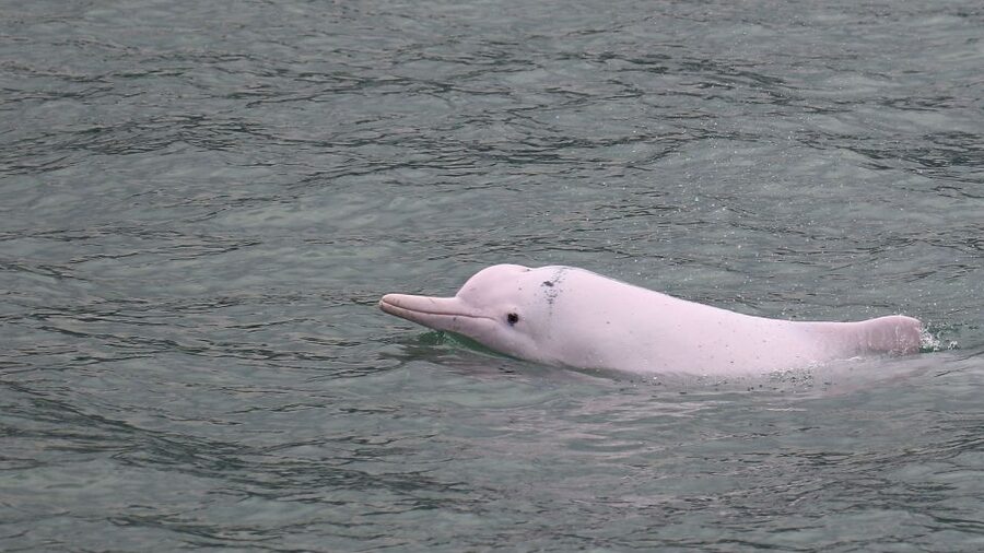 Hong Kong: Dolphin Cruise, Big Buddha & Lantau Island Tour - Key points at a glance