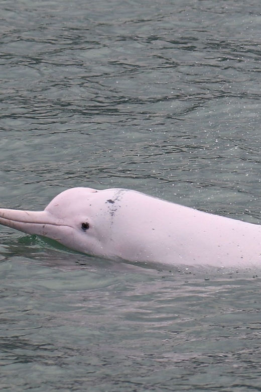 Hong Kong: Dolphin Cruise, Big Buddha & Lantau Island Tour - What the $35 Lantau tour really includes