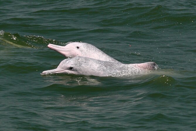 Hong Kong Dolphin Watch Tour - The ethical side of the outing