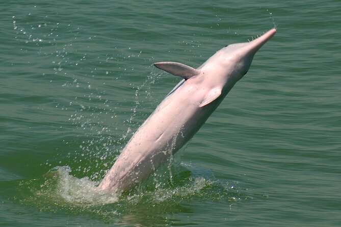 Hong Kong Dolphin Watch Tour - Practical preparation for the morning