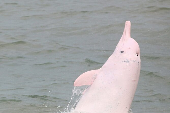 Hong Kong Dolphin Watch Tour - Crossing to Lantau and passing the sea bridge