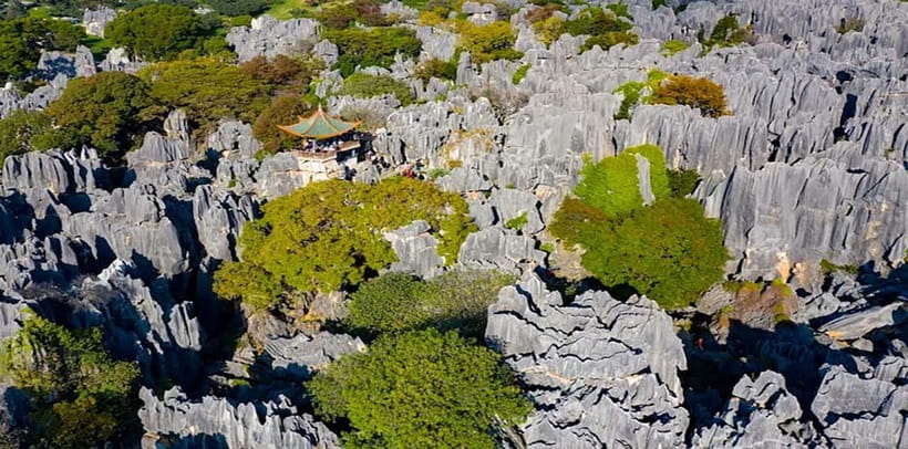 Kunming: Stone Forest, Roast Duck Lunch and City Tour - Flowers, museums, tea, and tile cats