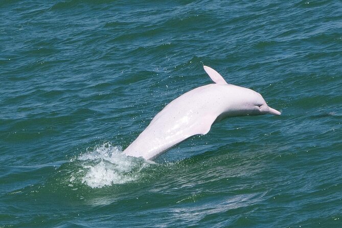 Lantau Group Tour: Dolphin Watching, Fishing Village & Cable Car - Key points at a glance
