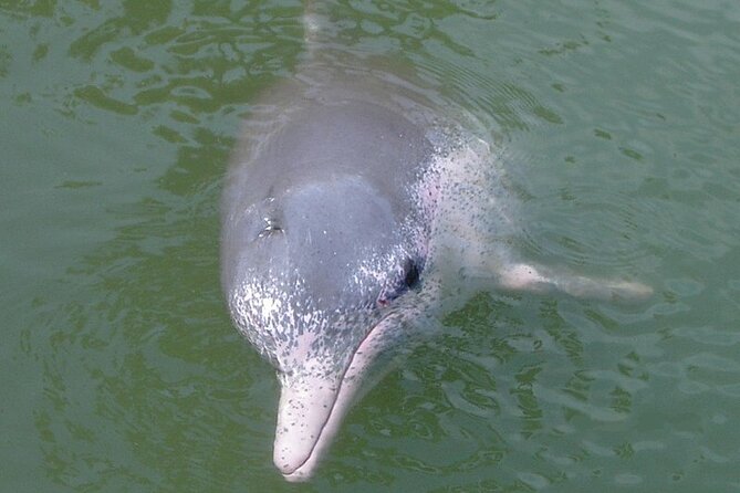 Lantau Island Tour: Big Buddha & Tai O Fishing Village - Is the $94.20 price fair?