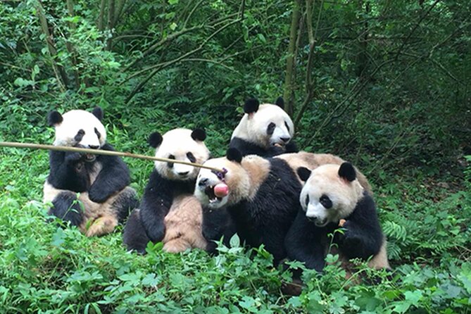 Leshan Buddha + Panda Base or Old Tea House Private Day Tour - Who should choose pandas and who should choose tea