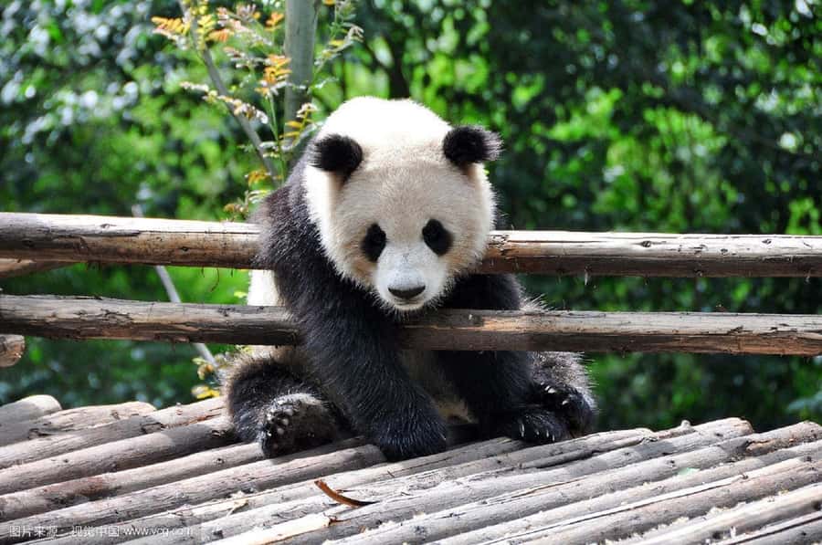 Leshan Grand Buddha Scenic Area and Panda Park Day Tour - Key Points Before You Book