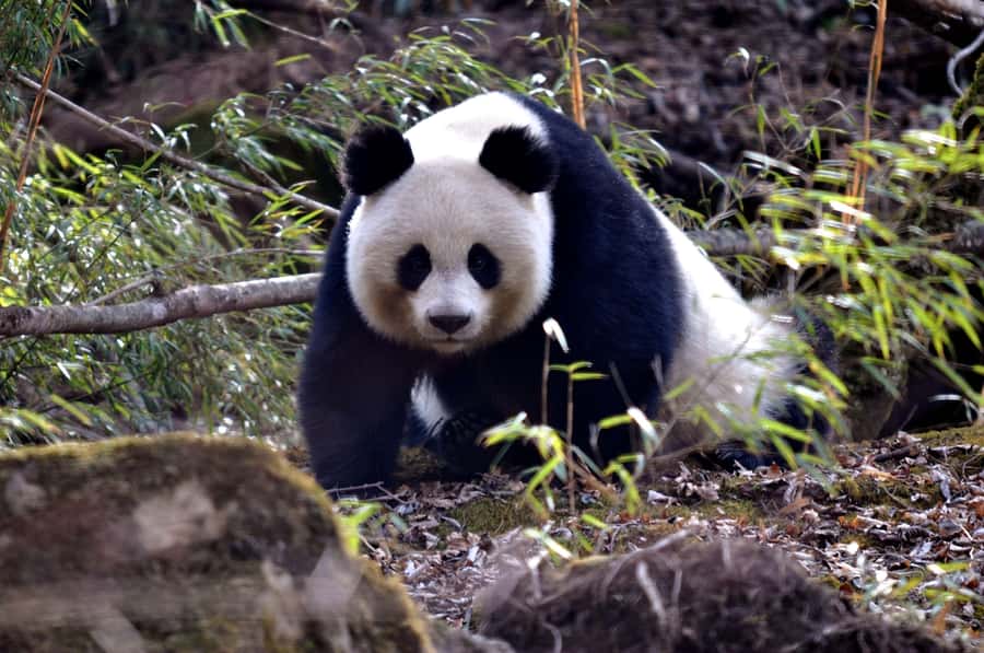 Leshan Grand Buddha Scenic Area and Panda Park Day Tour - How the Day Works From Central Chengdu