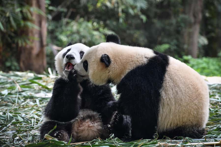 Leshan Grand Buddha Scenic Area and Panda Park Day Tour - Is $116 a Fair Price?