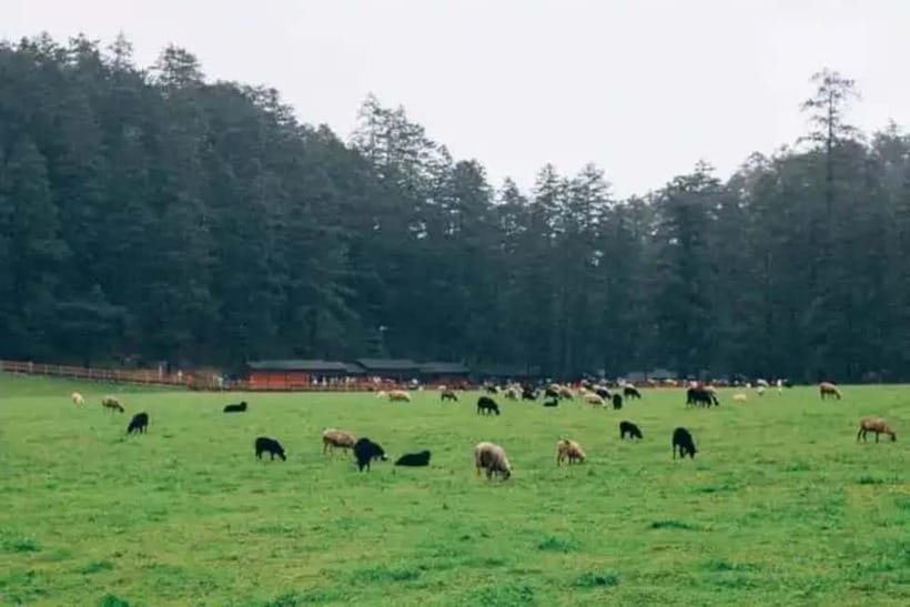 Lijiang: Jade Dragon Snow Mountain + Impression Lijiang - Choosing between Glacier Park and Spruce Meadows