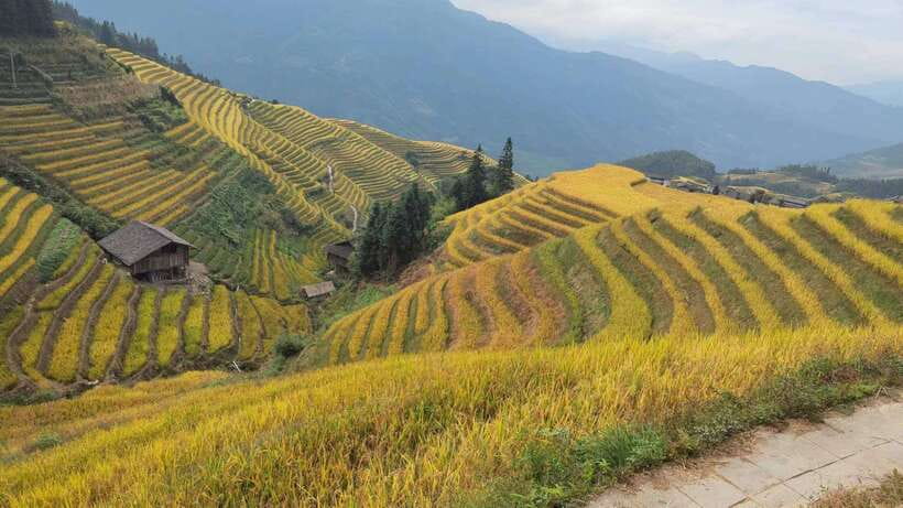 Longji Rice Terraces: Full-Day Private Tour from Guilin - Minority culture beyond the viewpoints