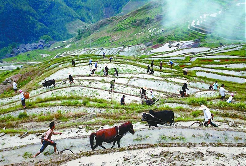 Longsheng Ethnic Minority & Rice Terraces Full-Day Tour - Lunch in the village and what comes with it