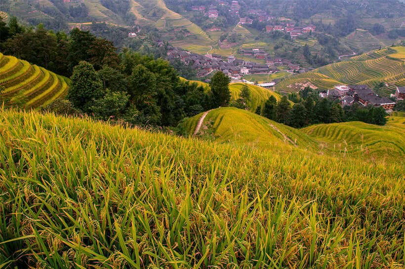 Longsheng Ethnic Minority & Rice Terraces Full-Day Tour - What the guide adds to a $169 experience