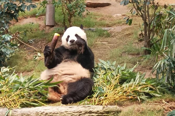 Ocean Park Full-Day Coach Tour with Hotel Pickup in Kowloon Area from Hong Kong - Key points at a glance