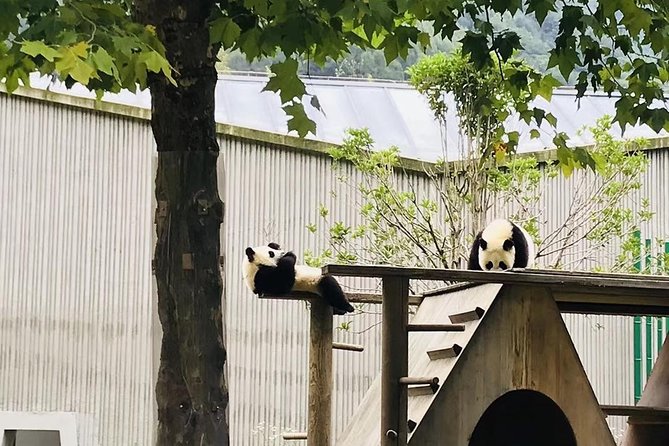 One Day Trip to Chengdu Panda Base and Leshan Buddha Tour - Meeting the 71-meter Leshan Buddha