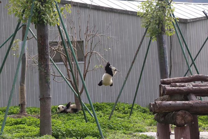 One Day Trip to Chengdu Panda Base and Leshan Buddha Tour - Who will like this Chengdu day trip