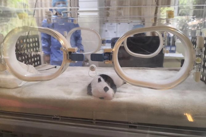 One Day Trip to Chengdu Panda Base and Leshan Buddha Tour - Starting with pandas at Chengdu Research Base