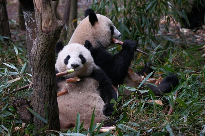 Panda and Leshan Buddha Private Tour - Is $169 a fair price?