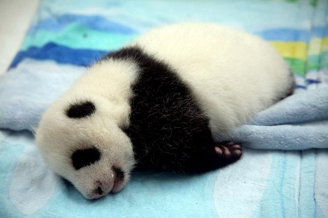 Private Chengdu Day Tour: Giant Pandas and Jinsha Site Museum - Kuanzhai Alley for old streets and lunch