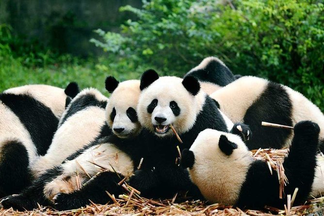 Private Chengdu Highlights Day Trip: Panda Base and City from Chongqing by Train - Why this Chongqing to Chengdu day trip works