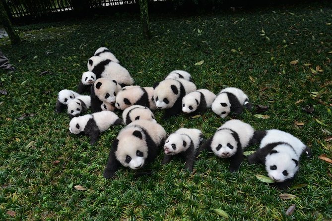 Private Chengdu Highlights Day Trip: Panda Base and City from Xi'an by Train - Why this Xi’an to Chengdu trip is worth considering