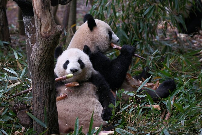 Private Chengdu Panda Base Tour with Hotel Pickup - Getting from your hotel to the Panda Base