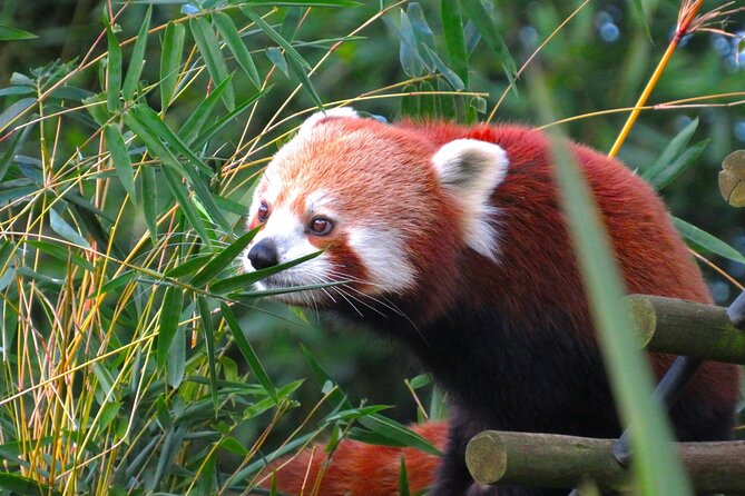 Private Chengdu Panda Base Tour with Hotel Pickup - How much walking should you expect?