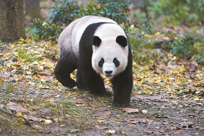 Private Chengdu Panda Base Tour with Hotel Pickup - Who will get the most from this tour?