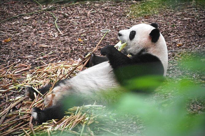 Private Chengdu Panda Base Tour with Hotel Pickup - Meeting giant pandas in the outdoor enclosures