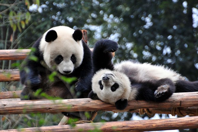 Private Day Tour: Chengdu Panda and Leshan Buddha - Why this Chengdu day trip works