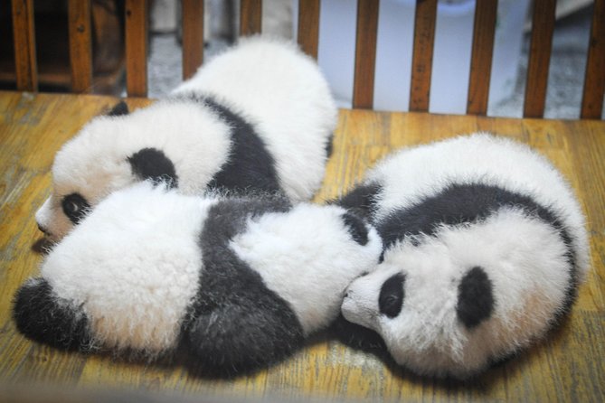 Private Day Tour: Dujiangyan Panda Base and Irrigation Project - Transport, timing, and walking