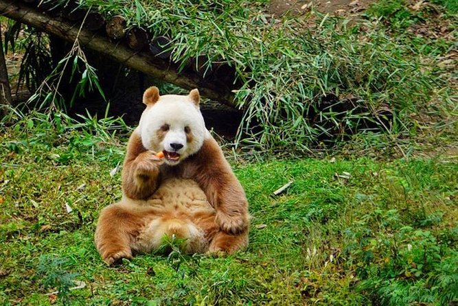 Private Day Tour:Xi'an Panda（QI ZAI） and Terracotta Warriors Museum - Why this pairing works in Xi’an