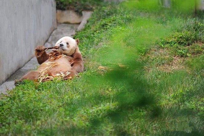 Private Day Tour:Xi'an Panda（QI ZAI） and Terracotta Warriors Museum - Starting with the Terracotta Warriors at 8:00 am
