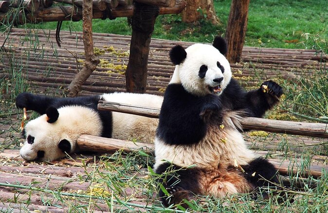 Private Dujiangyan Panda Base Panda Rescue Center Volunteer for a Day - The Five Things You Should Know First