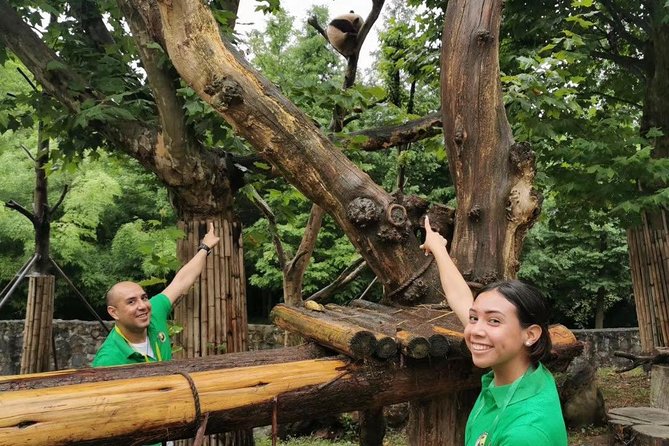 Private Dujiangyan Panda Base Panda Rescue Center Volunteer for a Day - From Chengdu Hotel to Mountain Panda Center