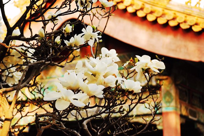 Private Flexible Beijing City In-Depth Walking Tour w/ Your Fancy - Why this private Beijing format works