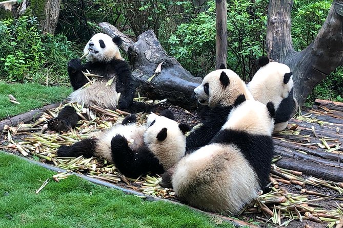 Private Half-Day Chengdu Panda Breeding Center Tour with Optional Volunteer - Why the guide can make or break the morning