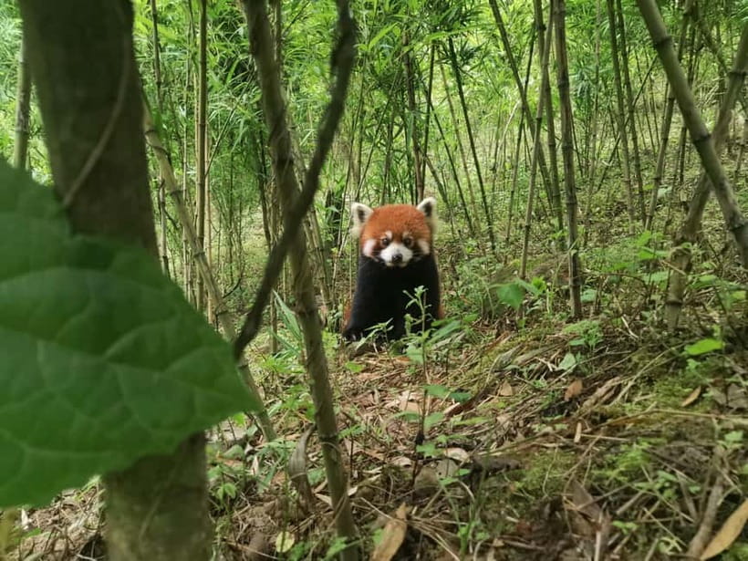 Private Half-Day Tour to Chengdu Panda Base - How the private format improves a crowded morning