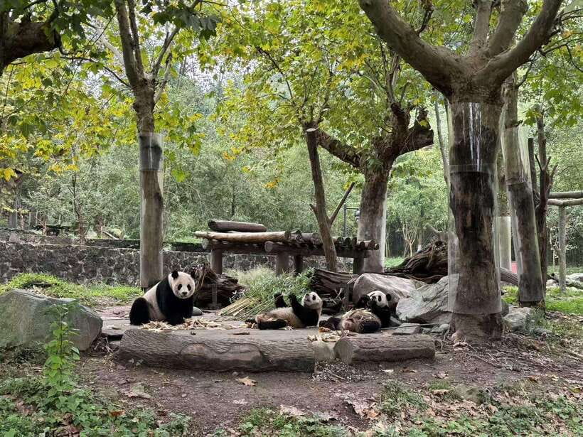 Private Half-Day Tour to Chengdu Panda Base - Feeding red pandas without touching them