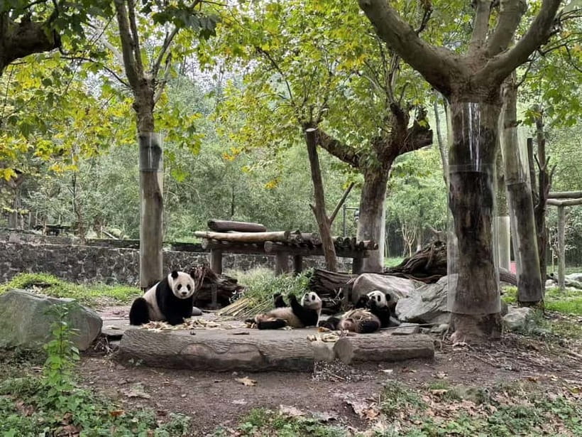 Private Half-Day Tour to Chengdu Panda Base - What the day feels like from hotel pickup to return