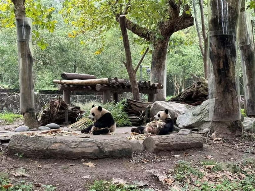 Private Half-Day Tour to Chengdu Panda Base - Is $150 per person a fair price?