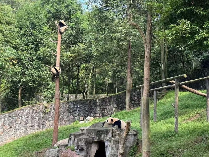 Private Half-Day Tour to Chengdu Panda Base - Who should choose the Chengdu base and who should choose Dujiangyan?