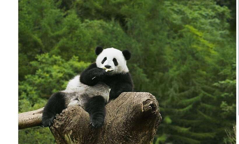 Private Half-Day Tour to Chengdu Panda Base - Seeing giant pandas in a working conservation setting