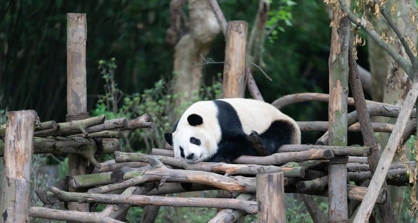 Private Tour: Discovering Pandas & the Majestic Giant Buddha - Why this panda and Buddha combination works
