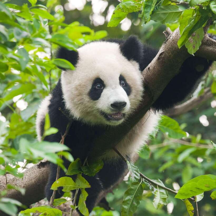Private Tour: Discovering Pandas & the Majestic Giant Buddha - Timing, crowds, and the best season choice