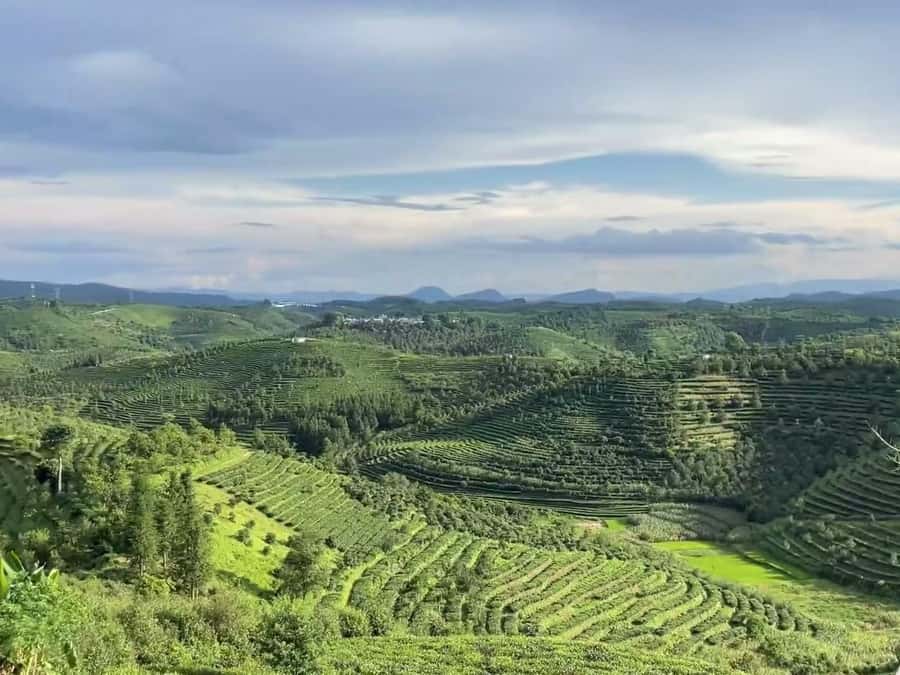Puer Tea Picking and Tasting | 6 Hour Morning Trip - The drive from Jinghong or Pu’er sets the pace