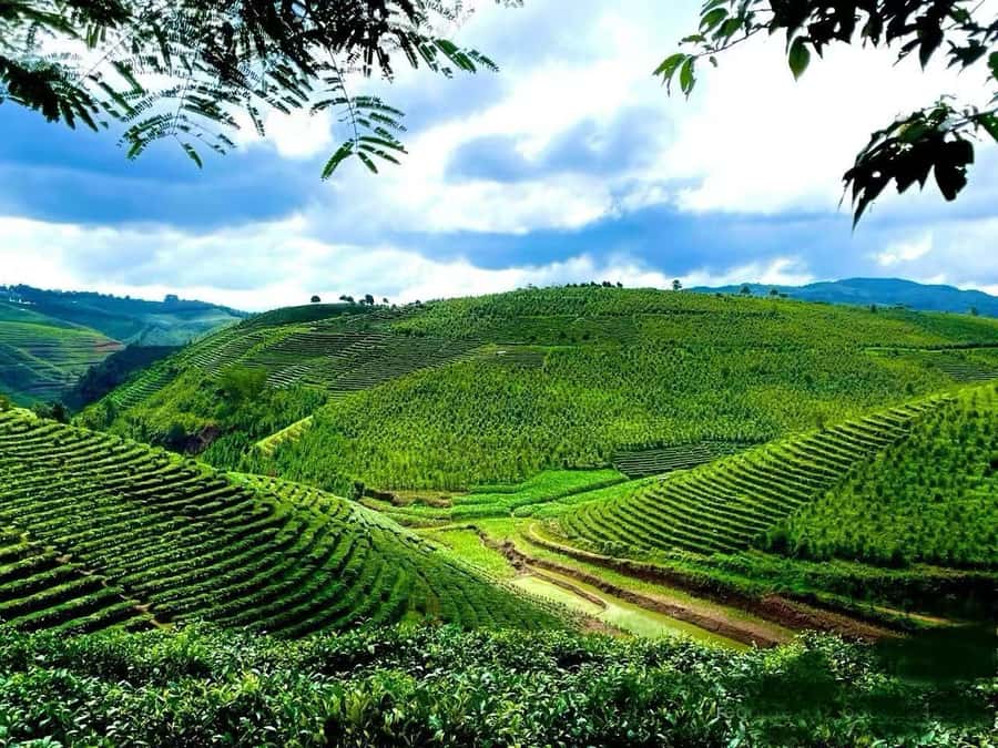 Puer Tea Picking and Tasting | 6 Hour Morning Trip - From fresh leaves to finished tea