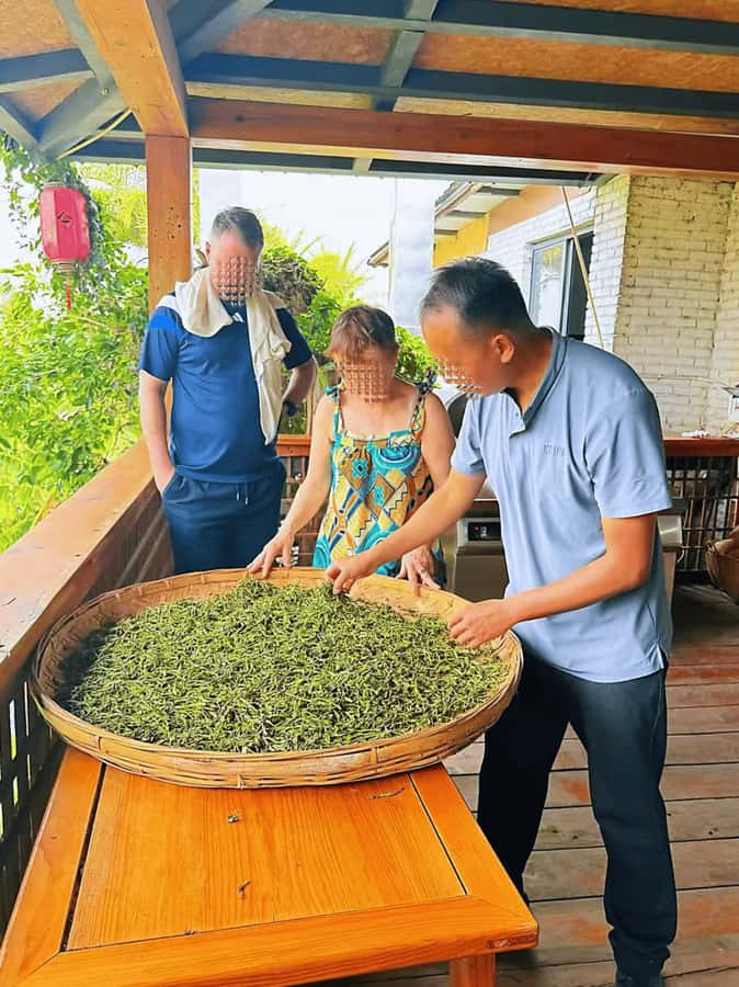 Puer Tea Picking and Tasting | 6 Hour Morning Trip - Should you book it?